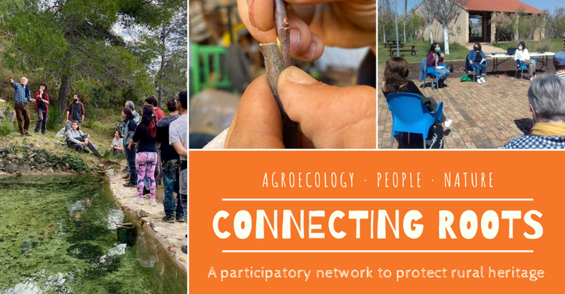 Connecting Roots.png